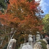 紅葉まだき
