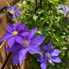 ５月中旬、お庭の様子（その1）