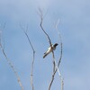オーストラリアオニサンショウクイ(Black-faced Cuckoo-shrike)