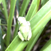 かえさま