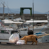 湯島のねこさん