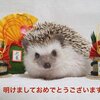 新年一発目のきゅるぴん☆