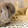 うさぎの牧草は香りがポイント！牧草の無駄をなくす方法