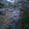 桜の季節ですもの