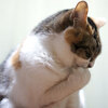 本日の猫の様子 3/9