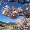 早咲き桜と梅2026（⑩春めき桜.南足柄の後半）