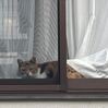 「ナポレオン」おひとりさま映画館鑑賞。
