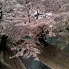 通勤途中の桜