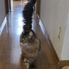 「猫付き」の猫（チョラリはグルメ）😸