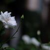 XF35mmF1.4的極薄