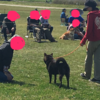 甲斐犬サン、鑑賞会を愉しむッの巻〜(´▽｀人‘▽’)ｲｴｰｲ