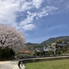 満開の桜と武田山です。