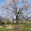 2019・桜ロード　おわり