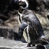 すみだ水族館のペンギン