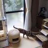 気づけば猫部屋。