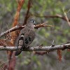 ミドリマダラバト(Emerald-spotted Wood Dove)など