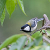 四十雀（シジュウカラ）♀