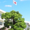 楠治療