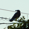 野鳥の写真集第三弾【おまけ編】