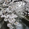 石神井川の桜。