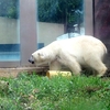 #上野動物園#熊いろいろ