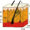 注目してください！　ここだけの話、施術の狙い目は「皮膚」でした