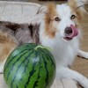 モーリスすいか🍉