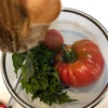 大きなトマトを収穫！庭の夏野菜畑