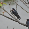 ひな鳥の季節ですね〜♪