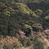 新緑と山桜