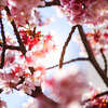 熱海桜を見て来ました③