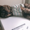 ちょこのなちゅやすみ。