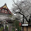 4月6日（土）浅草・隅田川、本覚寺の桜、河村瑞賢、ヒレステーキ