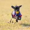 動体撮影練習モデル犬