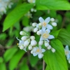 気になる花が多すぎて