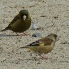 平和公園 里山を歩く