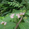 ムラサキシキブの花