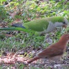 オキナインコの羽色