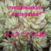 センペルビウム・あれこれ1  Sempervivum variegated