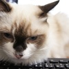 猫がキーボードに乗るのはなぜ？その理由と対策