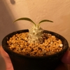 パキポディウム・恵比寿大黒の実生(2019.5.16)