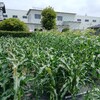トウモロコシ第二弾、雄穂切り取り、そして