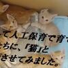 保護した子猫達が初めて「猫」とご対面！子猫達の反応は・・・？【猫動画】