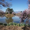 湖畔の桜