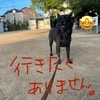 2024年アツい8月の目標〜( ˙o˙; )ｱｰ( ˙ε˙; )ﾂｰ( ˙罒˙; )ｲｰ
