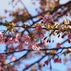 ２０２４年「河津桜」咲き始め
