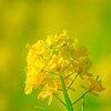 まるで絨毯😳北海道に広がる黄色い花畑💛