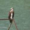 早戸川林道で野鳥探し 2020-01-13