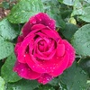 茨城県フラワーパークの薔薇🌹💫