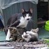 今朝の仔猫